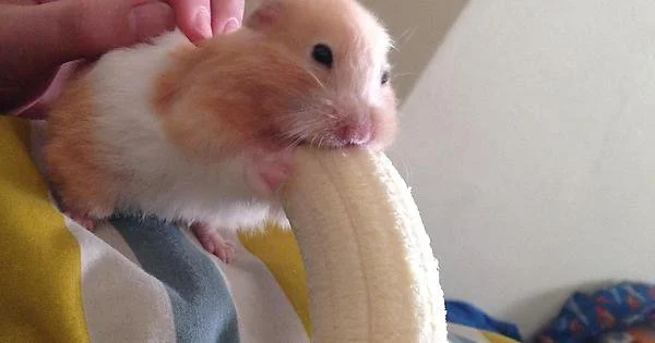 Hampter Banan.png