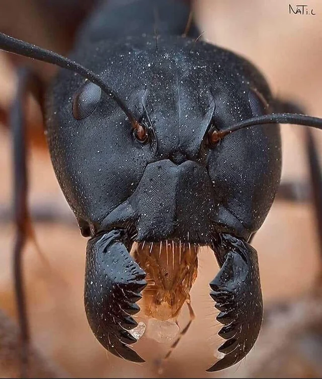 some-insects-under-microscope-ant-butterfly-tape-worm-and-v0-160gxxvcc9q81.webp
