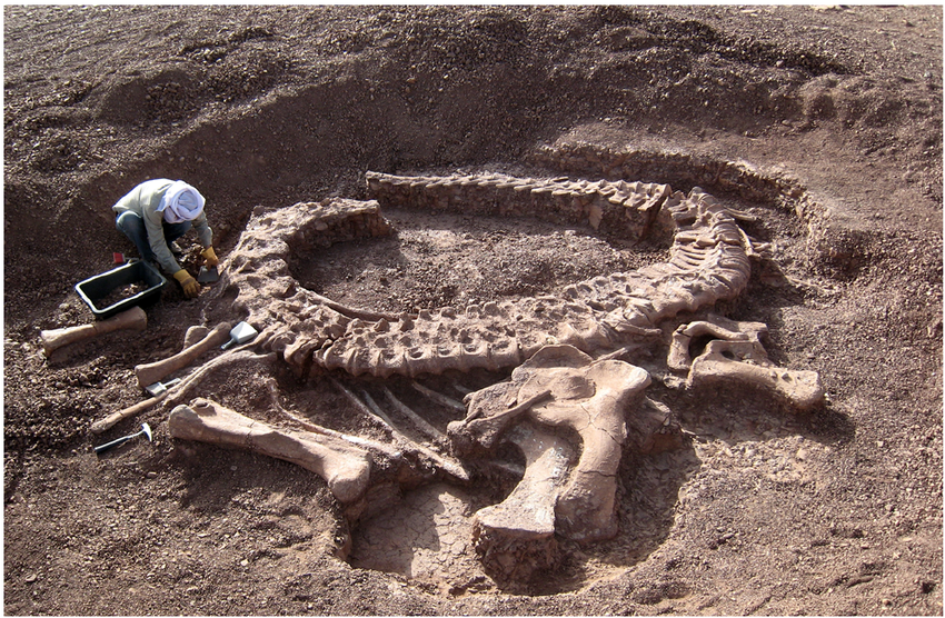 Spinophorosaurus-nigerensis-holotype-skeleton-GCP-CV-4229-in-situ-during-excavation-in.png