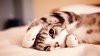 beautiful-and-cute-animals-wallpaper-2.jpg