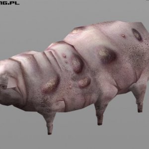 NMA exclusive - Polish Wasteland pig