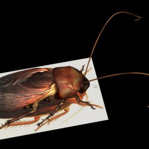 Cockroach Render