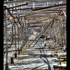 Greenhouses II