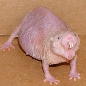 Molerat