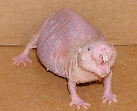 Molerat