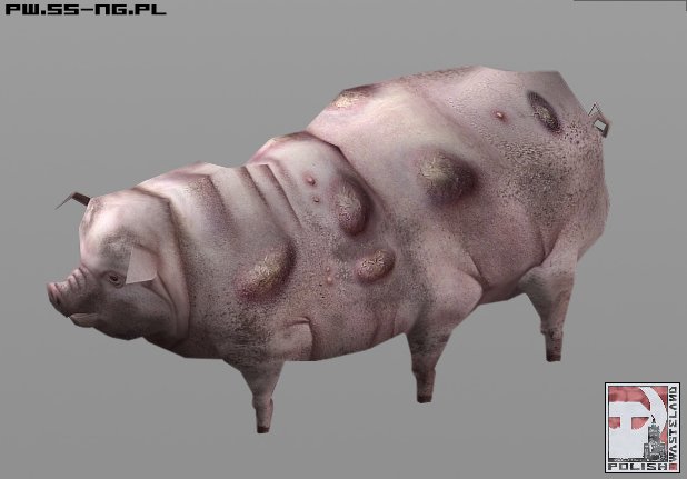 NMA exclusive - Polish Wasteland pig