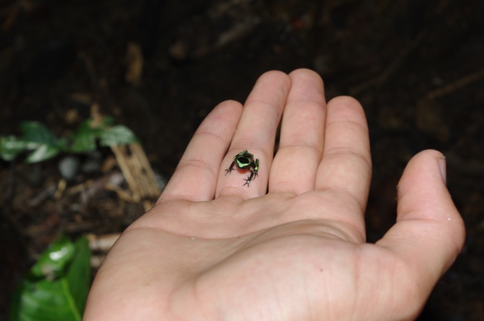 Dendrobates-auratus.jpg