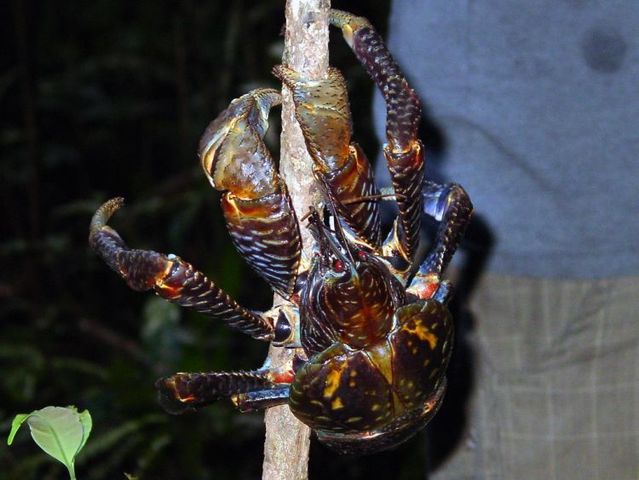 coconut_crab_05.jpg