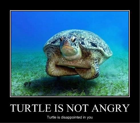 turtle-is-disappointed-2.jpg