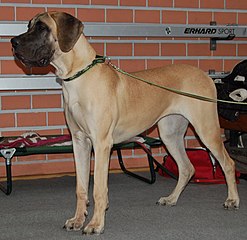 247px-Dog_niemiecki_%C5%BC%C3%B3%C5%82ty_LM980.jpg