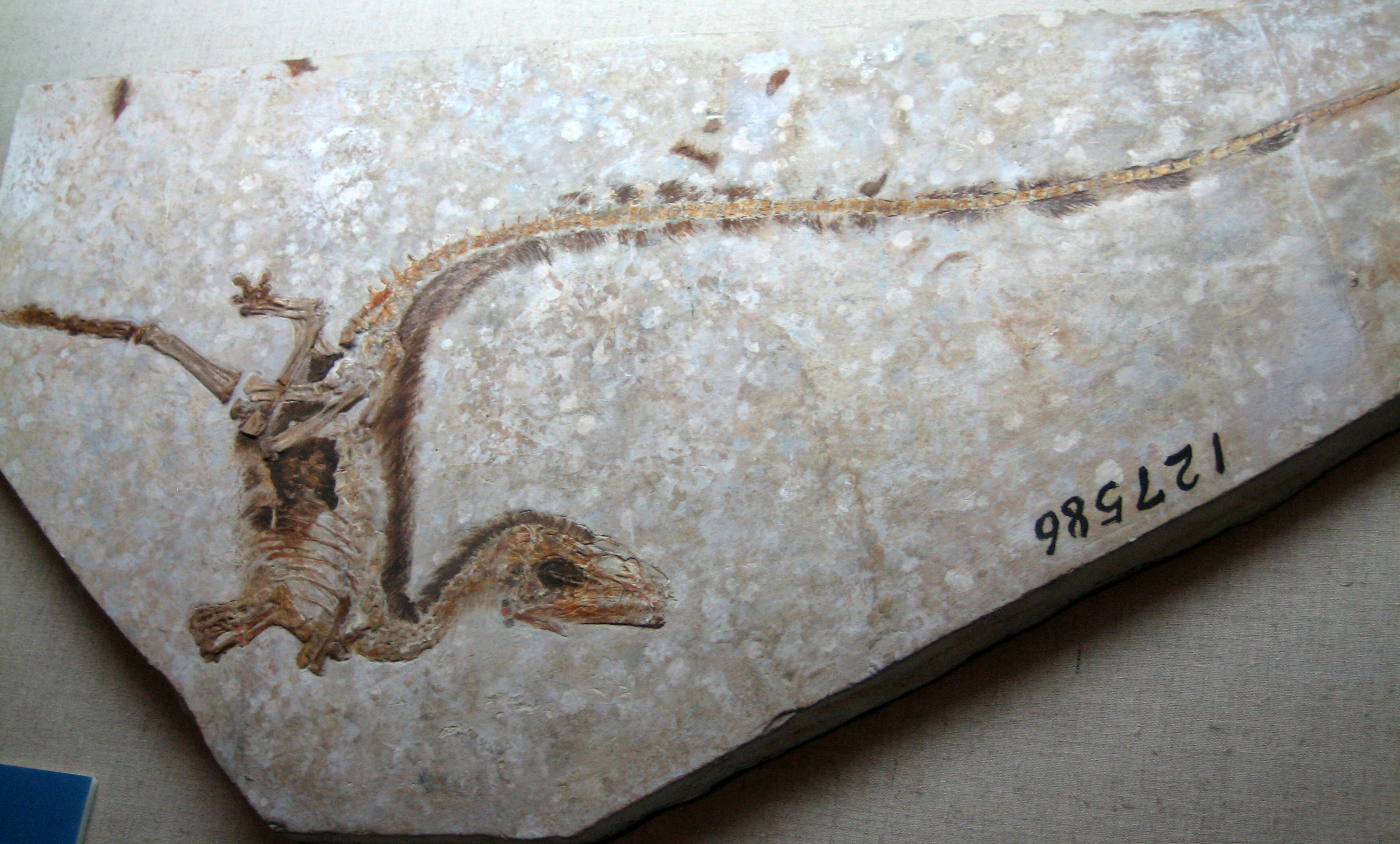 Sinosauropteryxfossil.jpg