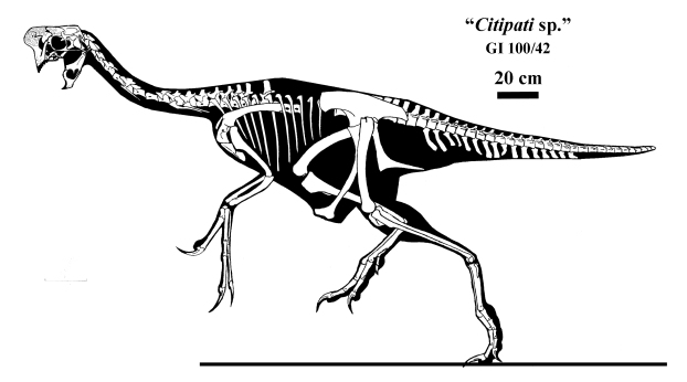 gi10042-skeleton-large.jpg