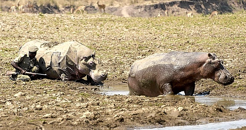 hipposDM2801_800x423.jpg