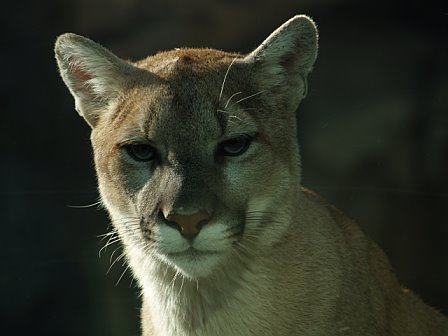 cougar.jpg