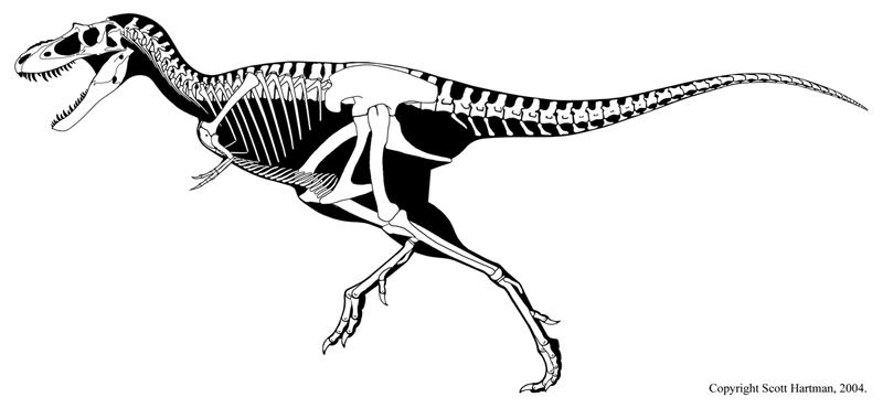 albertosaurus_skeleton_01.jpg