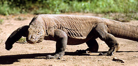 komodo_dragon_13052_352225.jpg