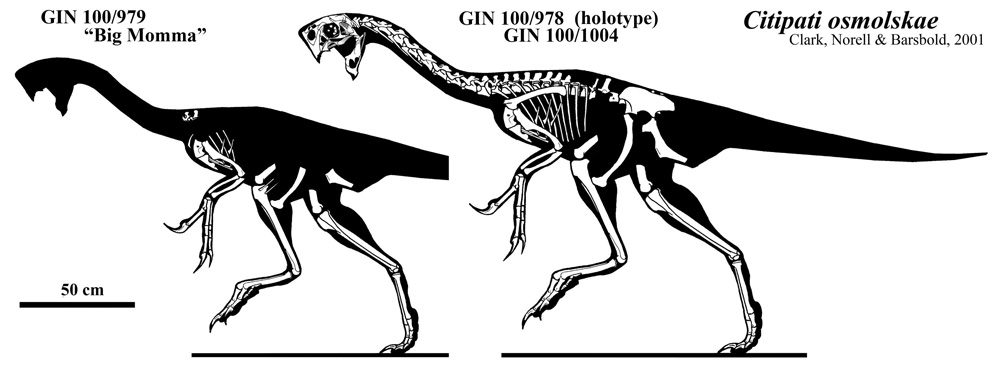 Citipati_osmolskae.jpg