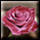Velvet Rose (15p)