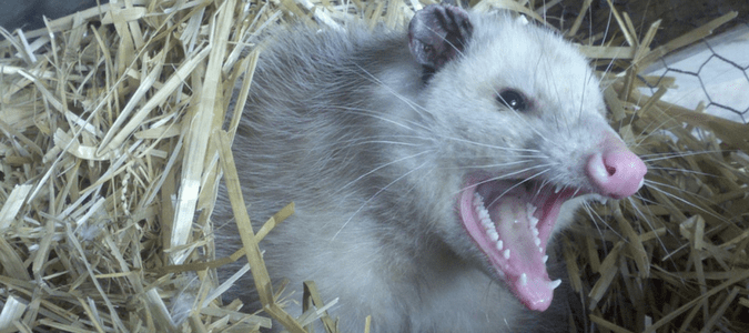 Do-Possums-Carry-Rabies-min.png