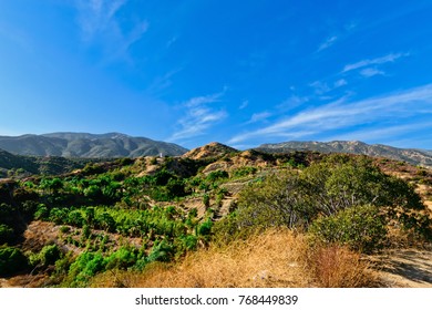 new-plants-dry-brush-california-260nw-768449839.jpg