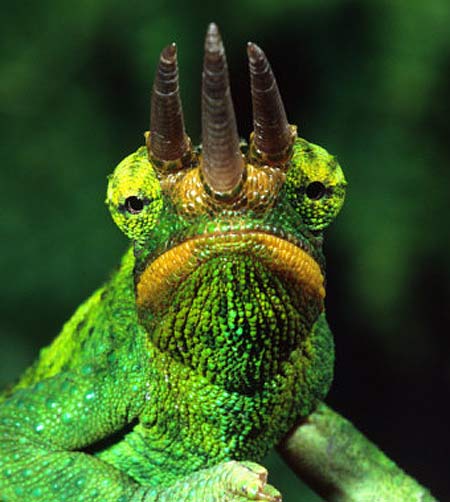 hello-3-horn-chameleon.jpg