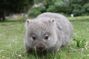 wombats_2.jpg