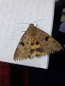 220px-Moth_kerala.jpg