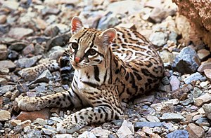 300px-Ocelot.jpg