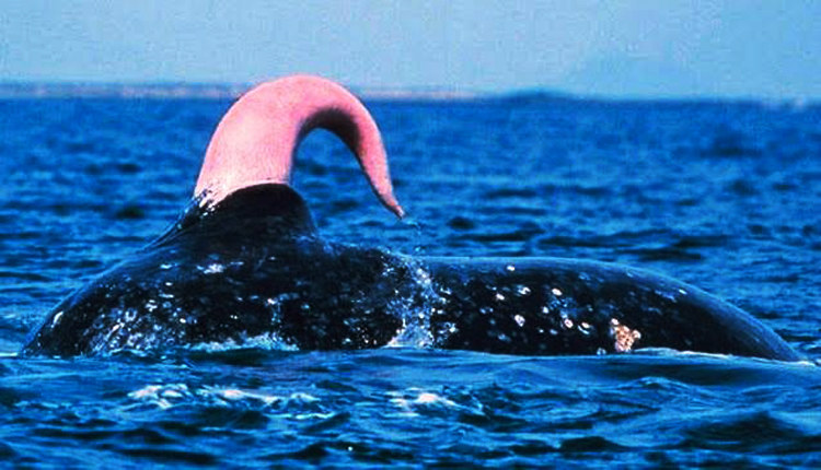 Blue-Whale-Penis.jpg