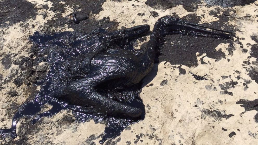 abc_pelican_Oil_Spill_1_kb_150521_16x9_992.jpg