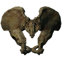 200px-PelagiusHipBone.png