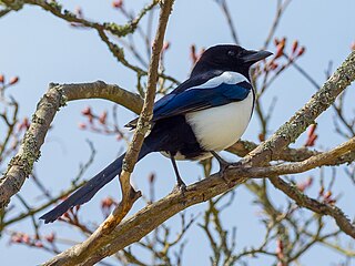 320px-Birds_of_Sweden_2016_35.jpg