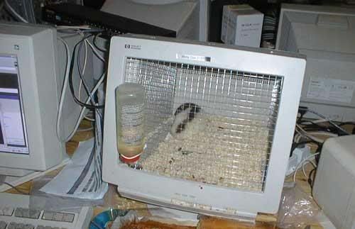 hamstercage.jpg