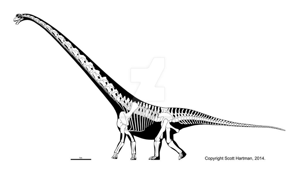 mamenchisaurus_youngi_skeletal_by_scotthartman-dxk98j.jpg