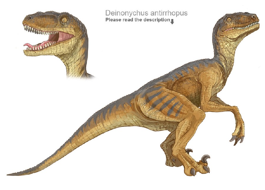 deinonychus_antirrhopus_by_crazyhorse42-d5mnbjj_c6e4.jpg