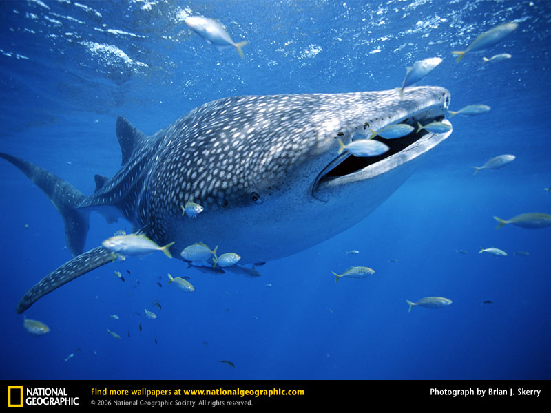 whale-shark-with-fish.jpg