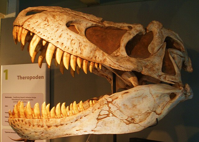 640px-Tarbosaurus_bataar_1.JPG