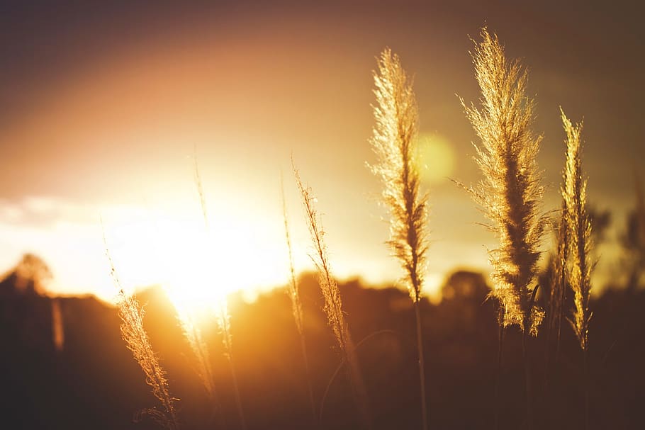 crops-field-sunset-sun.jpg