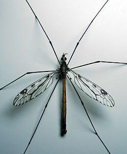 250px-CraneFly.jpg