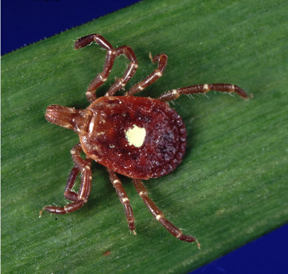 Amblyomma_americanum_tick.jpg