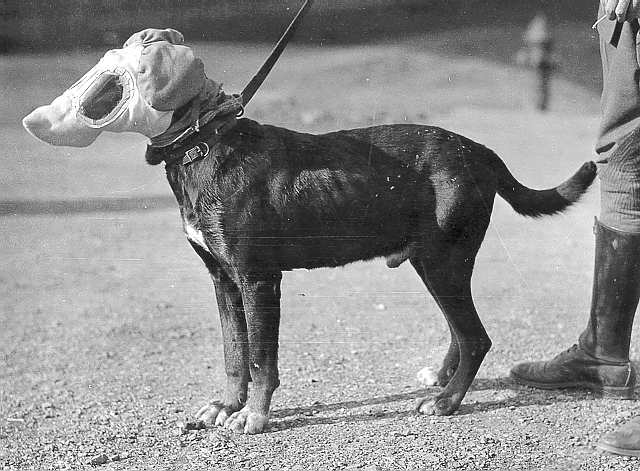 Exp.%20Dog%20Mask,%20WWI.jpg