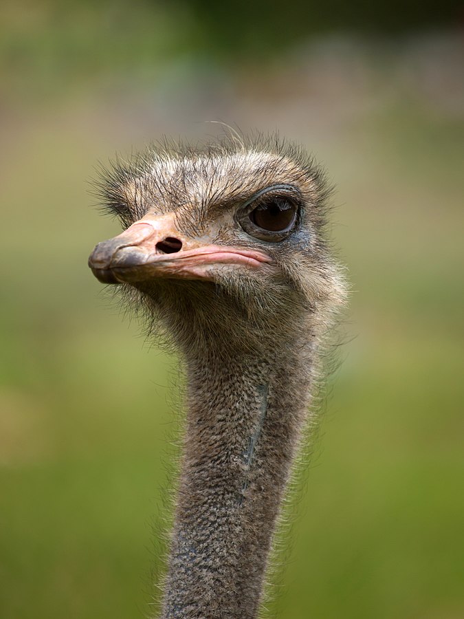 675px-Struthio_camelus_portrait_Whipsnade_Zoo.jpg