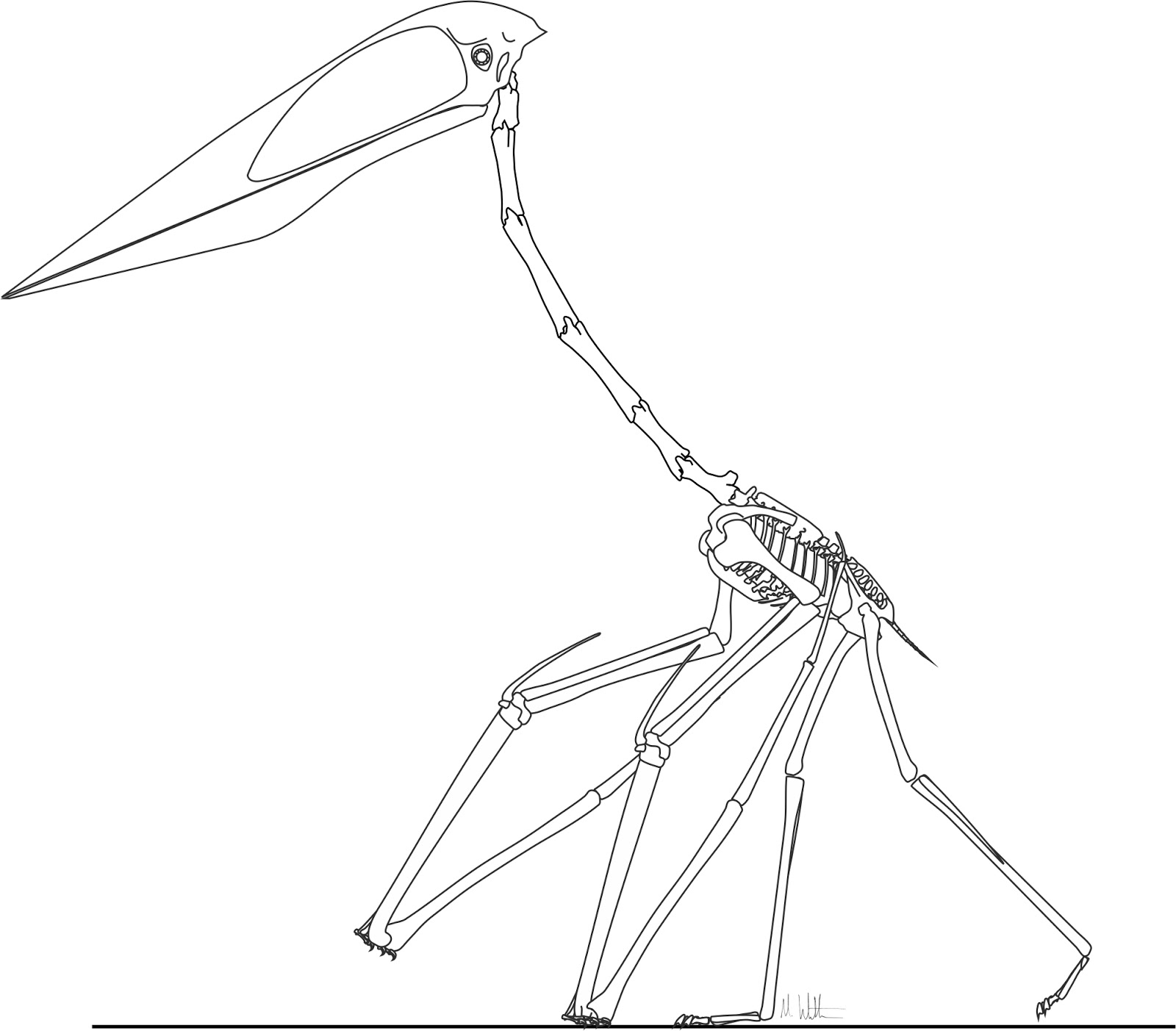 Zhejiangopterus+skeletal+Witton+2013.tif