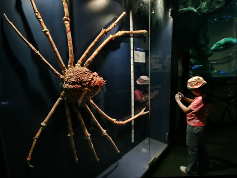 japanese-spider-crab.jpg