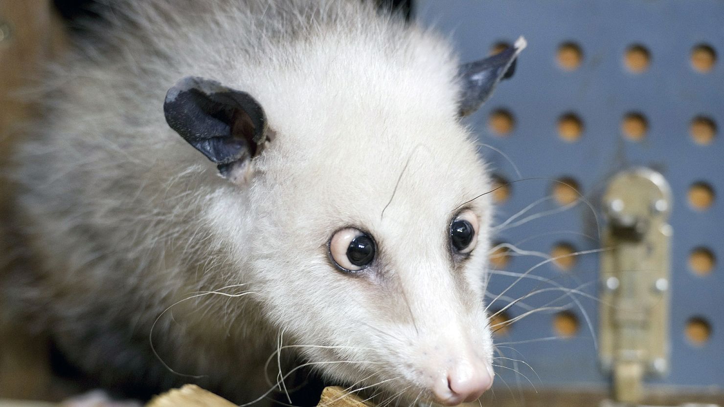 110928075550-heidi-german-opossum.jpg