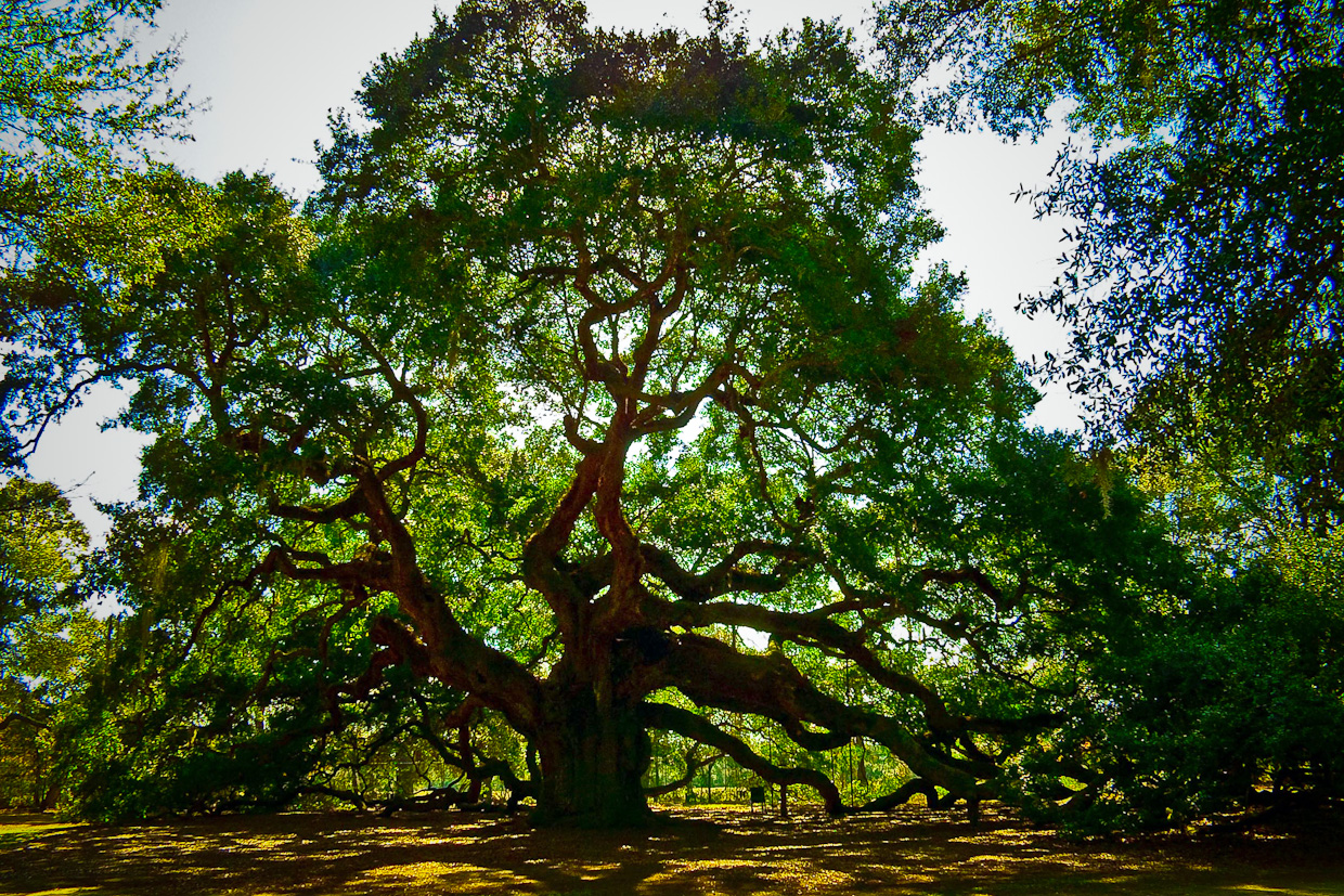 Angel_Oak_Tree.jpg